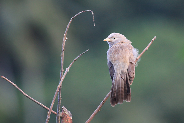 Yellow-billed Babbler